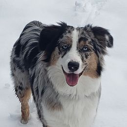 Bindi - Australian Shepherd