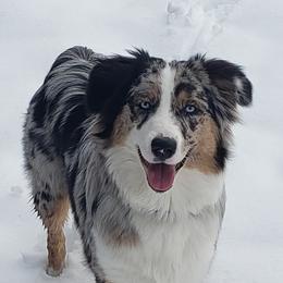 Bindi - Australian Shepherd