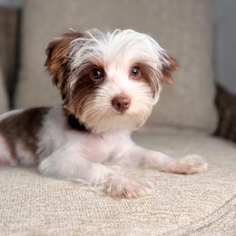 Moo Moo - Chocolate, tan and white male Yorkshire Terrier puppy in Jacksonville, Florida from Yorktown Yorkies