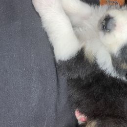 Sally - Australian Shepherd puppy in Poway, California from Side Tongue Shepherds