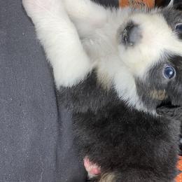 Sally - Australian Shepherd puppy in Poway, California from Side Tongue Shepherds