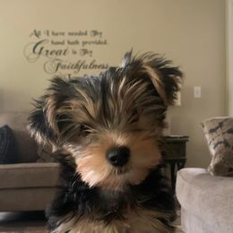 Assorted Doodle Crosses, Double Doodle, Maltipoo, Morkie, and Yorkipoo Puppies from Danza Bolo