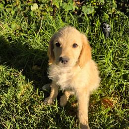 Hope - Apricot female Labradoodle puppy in Churchill County Fallon, Nevada from Card Family Ranch