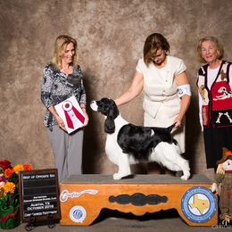 English Springer Spaniel All Grown Up from Dana Lodge