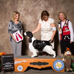English Springer Spaniel All Grown Up from Dana Lodge