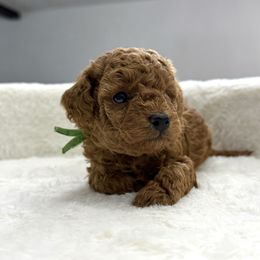Louie - Red  male Poodle puppy in Berrien Springs, Michigan from Michigan Mini & Toy Red Poodles