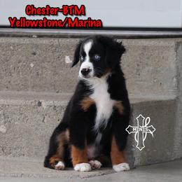Chester - Black tri male Miniature American Shepherd puppy in Elgin, Oregon from Cross L Miniature American Shepherds