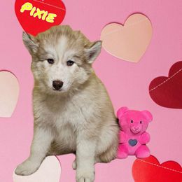 Pixie - Siberian Husky puppy from Blue Moon's Huskies