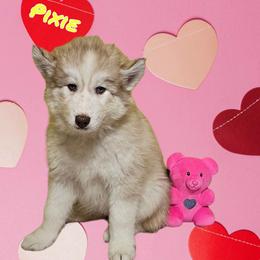 Pixie - Siberian Husky puppy from Blue Moon's Huskies