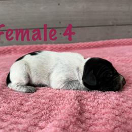 Jolene - Black roan female German Shorthaired Pointer puppy in Axton, Virginia from Red Clay Kennels