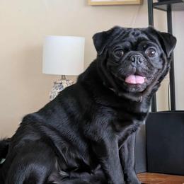 Ozzy - Black male Pug puppy in Winter Haven, Florida from Lisa's Pugalicious Pugs