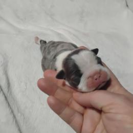 Annie - Blue female Boston Terrier puppy in Catawba, North Carolina from Lil Wiggles Boston Terriers