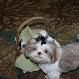 Shih Tzu All Grown Up from Tennessee's Treasured Shih Tzus