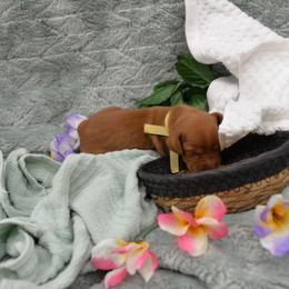 Miss Yellow - Golden rust female Vizsla puppy in Lexington, Kentucky from Summit Vizsla (we can deliver to you)