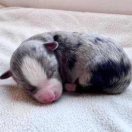 Oscar - Blue merle male Toy Australian Shepherd puppy in Bly, Oregon from Apacheblus Toy Aussies