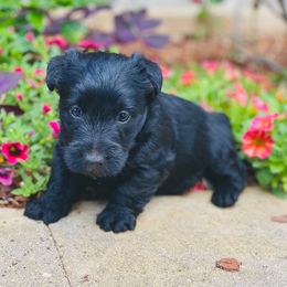 Scottish Terrier Puppies from Starlight Scotties