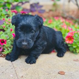 Scottish Terrier Puppies from Starlight Scotties