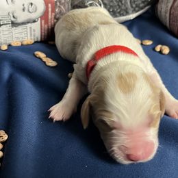 Pinto - Orange and white male Brittany puppy in Windsor, Colorado from Habig Family Brittany’s