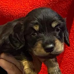 Pepe AKC full rights - Black and tan male Dachshund puppy in Elizabethtown, Kentucky from Teeny Tiny Puppy Tails