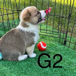 Girl 2 - Pembroke Welsh Corgi puppy from Delgado’s Corgi’s