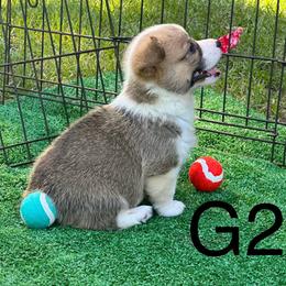 Girl 2 - Pembroke Welsh Corgi puppy from Delgado’s Corgi’s