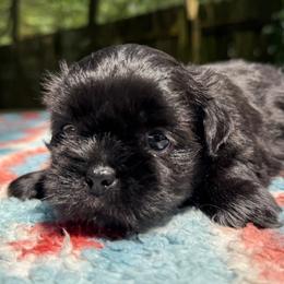 Girl 1 - Black female Shih Tzu puppy in Mobile, Alabama from FluffyTail Shih Tzu