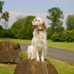 Ivy - English Setter