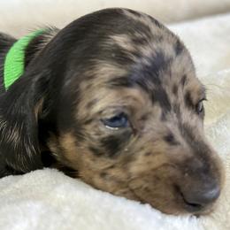 Thor - Dapple male Dachshund puppy in Orlando, Florida from Weiner Wunderland of Central Florida