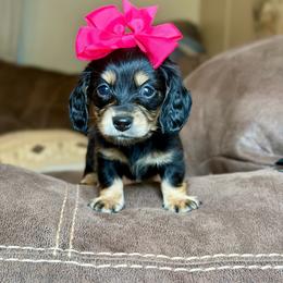 Sydney - Black and cream female Dachshund puppy in Hornbeck, Louisiana from A&Z Mini Dachshunds