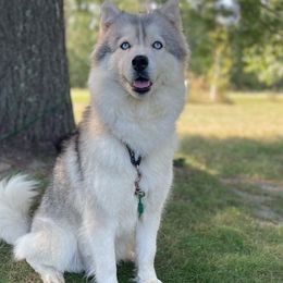 Jazzy - Siberian Husky