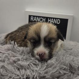Sparkler - Red male Pembroke Welsh Corgi puppy in Powhatan, Virginia from Ranch Hand Corgis