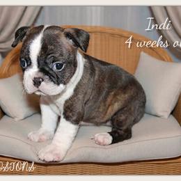 Indi - Black brindle and white female Boston Terrier puppy in North Central, Vermont from Windy Valley’s Bostons