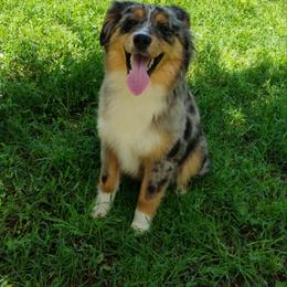 Miniature Australian Shepherd and Toy Australian Shepherd All Grown Up from Tagalong Lane Australian shepherds