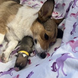 Pembroke Welsh Corgi and Pug Puppies from Blecker Kennel