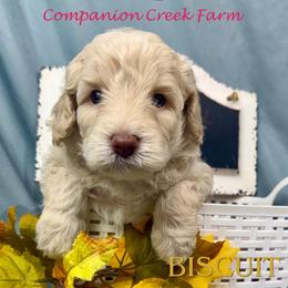 Biscuit - Parti male Labradoodle puppy in Bowman, Georgia from Companion Creek Farm