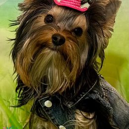 Jada - Yorkshire Terrier
