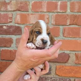 Porter - Mahogany and white male Basset Hound puppy in Bellaire, Ohio from Blessed Bassets