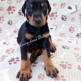 Turquoise  collar 418 - Black and rust female Doberman Pinscher puppy in Harmony, North Carolina from Havenhaus Dobermans