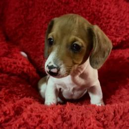 Boy 1 - Piebald male Dachshund puppy in Cherokee, Oklahoma from Special “K” Dachshunds