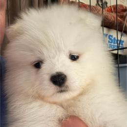 Australian Shepherd and Samoyed Puppies from SnowBlitz Samoyeds and CoralBlitz Aussies