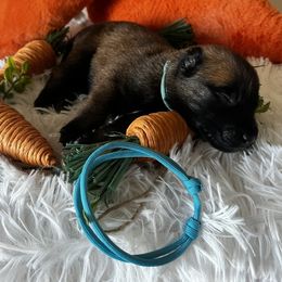 Belgian Malinois Puppies from Z Domu Niedzwiedzia Malinois
