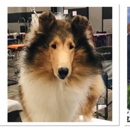 Collie All Grown Up from Bainwood Collies