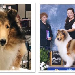 Collie All Grown Up from Bainwood Collies