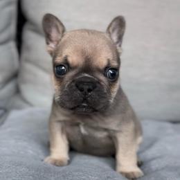 Blue Fawn Boy (white collar) - Blue fawn male French Bulldog puppy in Gulf Breeze, Florida from SW Frenchies