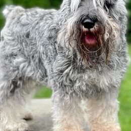 Miniature Schnauzers from Lit Happy Schnauzers