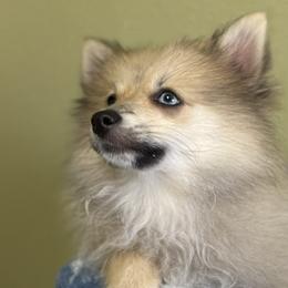 Pomeranians and Pomskies from Cherrywell Carnivora
