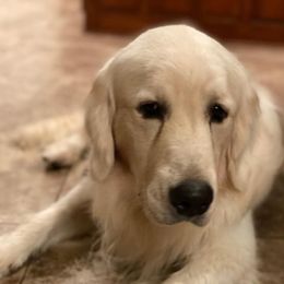 Golden Retrievers from Farm land Goldens