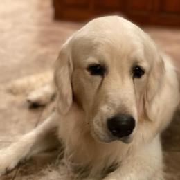 Golden Retrievers from Farm land Goldens