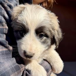 Velocity- pink - Badger female Colorado Mountain Dog puppy in Cotopaxi, Colorado from Once Upon A Moose (OUM)