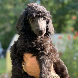 Poodle Puppies from Speeds Creek Kennels